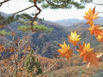 青岛黄岛疫情溯源查明，揭开真相，重塑信心